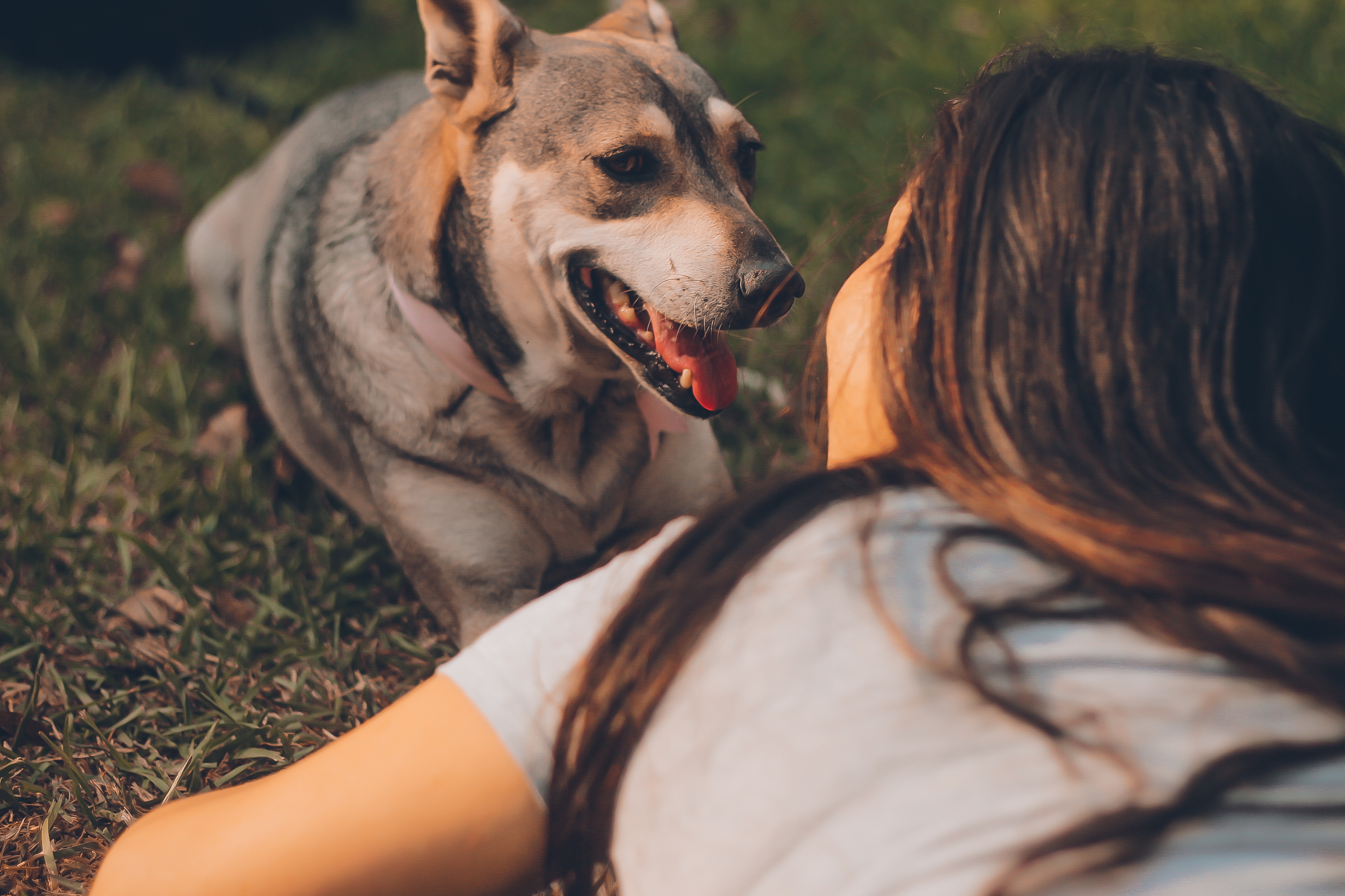 What happens to my pets when I die?