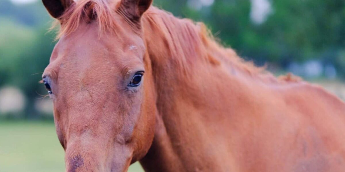 What protection do I have when buying a horse unseen?