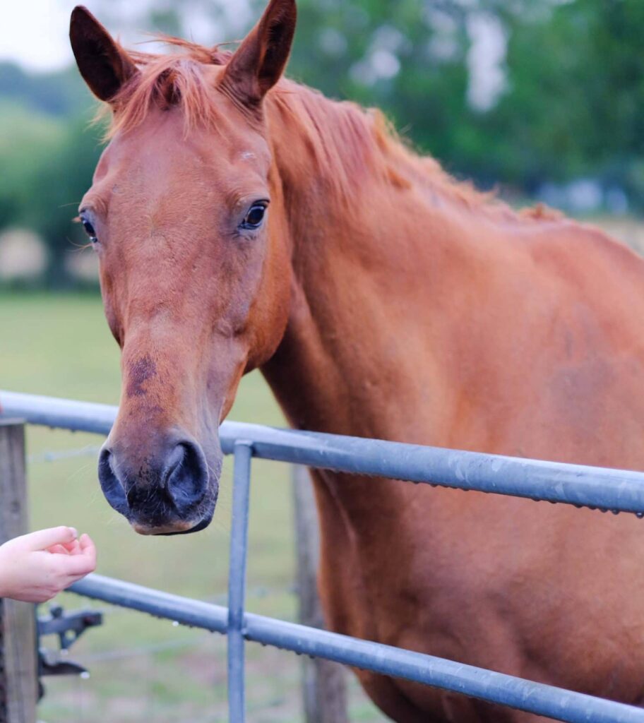 What protection do I have when buying a horse unseen?