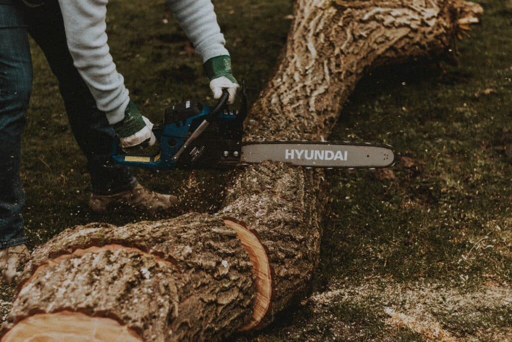 The hidden cost of cutting corners: The legal risks of felling protected trees