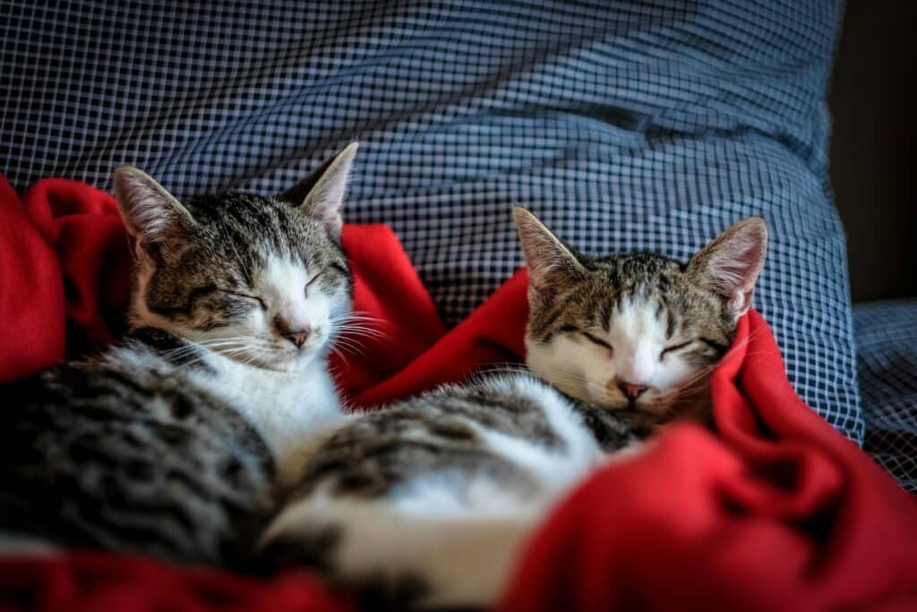 How are pets treated upon divorce?