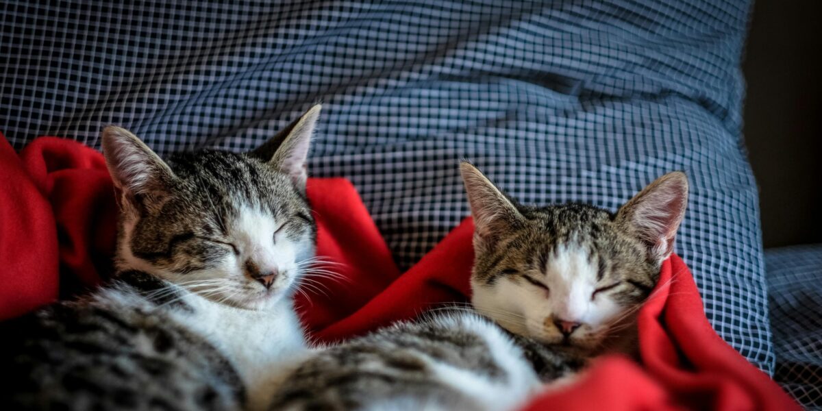How are pets treated upon divorce?