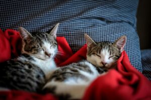 How are pets treated upon divorce?