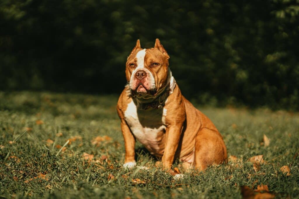 The Ban on XL Bully Dogs in England and Wales