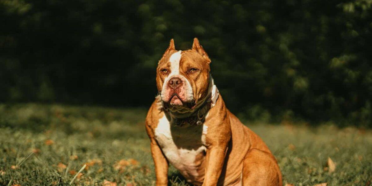 The Ban on XL Bully Dogs in England and Wales